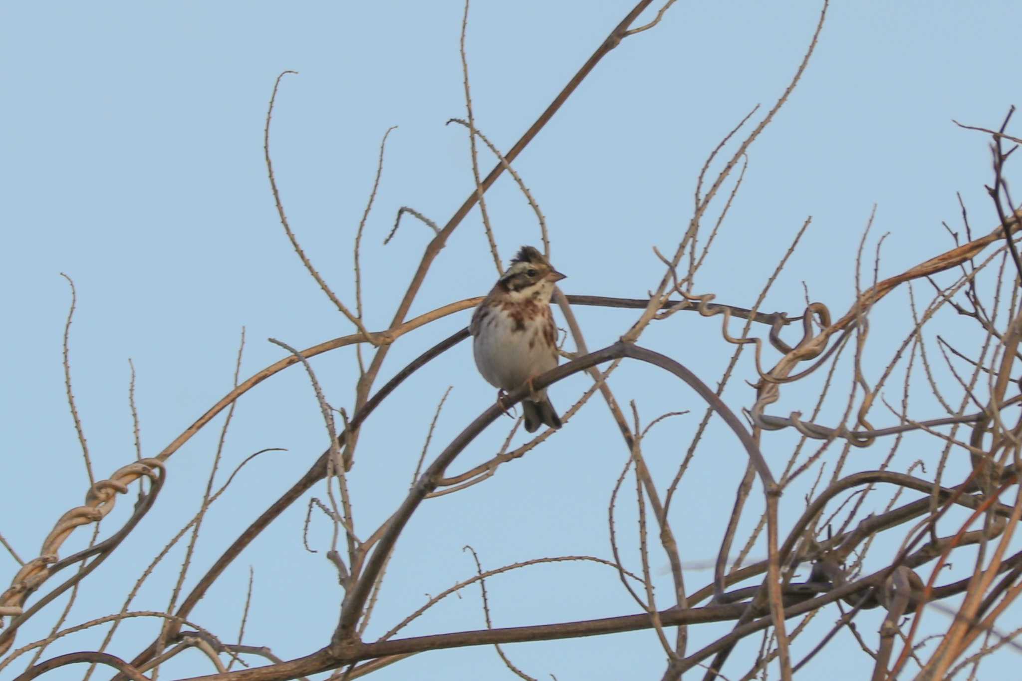 Rustic Bunting