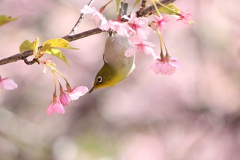 Warbling White-eye 行徳野鳥観察舎付近 Sun, 3/3/2024