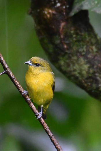 Mangrove Warbler コスタリカ Thu, 2/8/2024