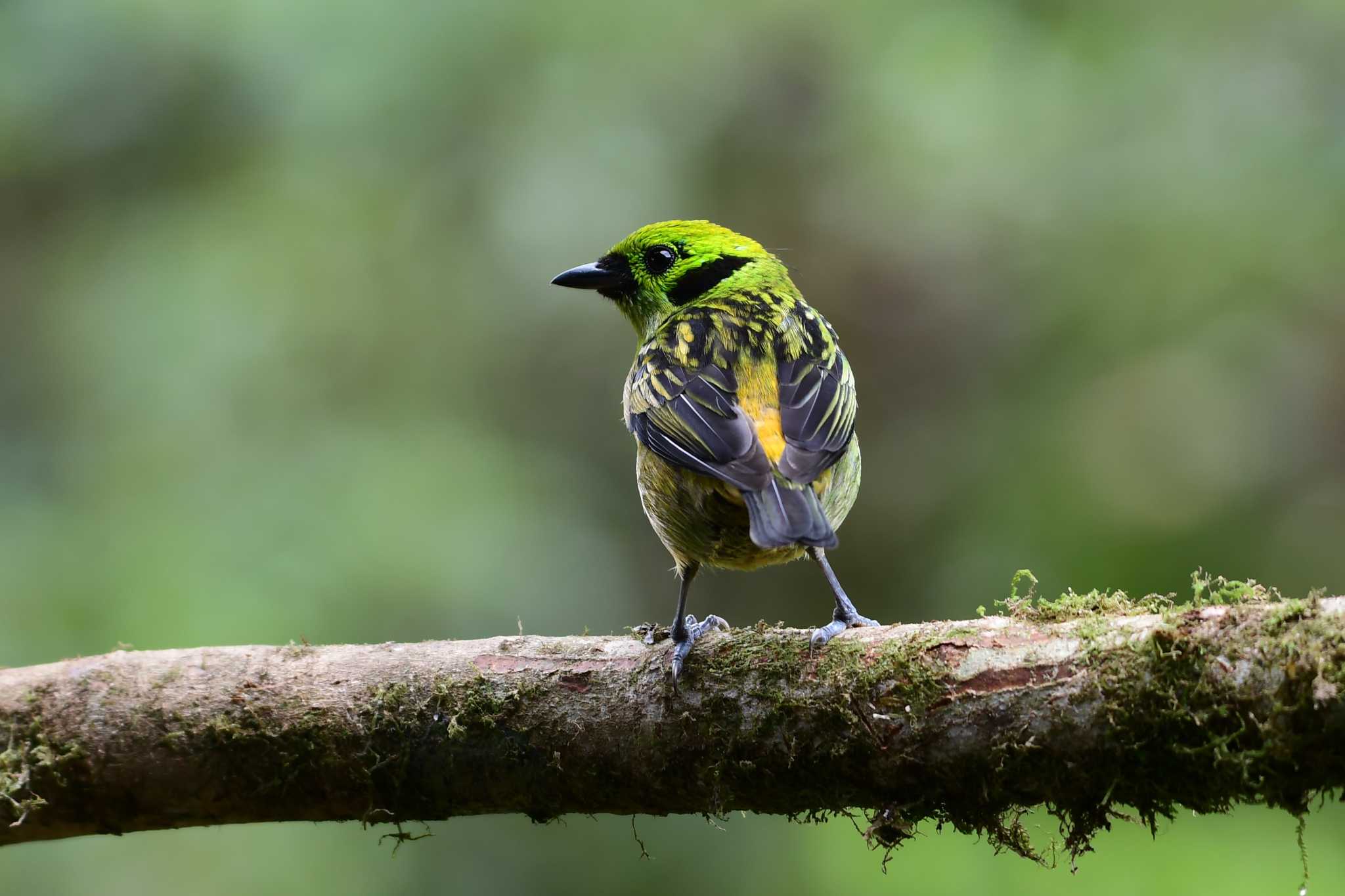 Photo of Emerald Tanager at コスタリカ by でみこ