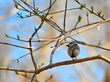 Japanese Tit 相模原ふれあいの森 Wed, 2/28/2024