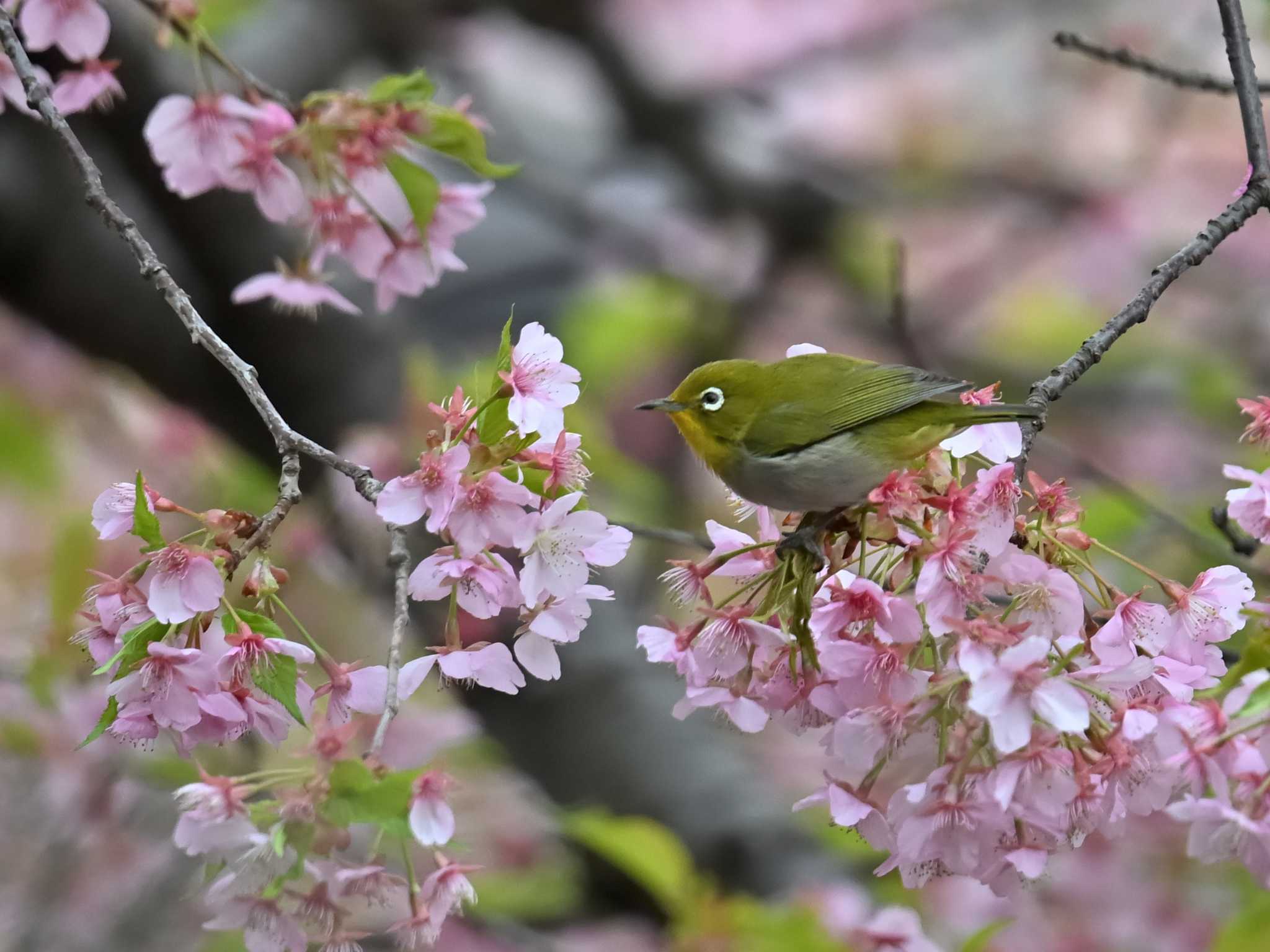 春が来た by 野鳥大好じいさん