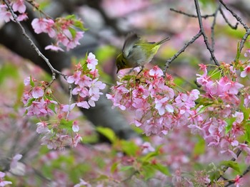 Warbling White-eye 東林間 Fri, 3/8/2024