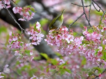 Warbling White-eye 相模原市南区 Fri, 3/8/2024