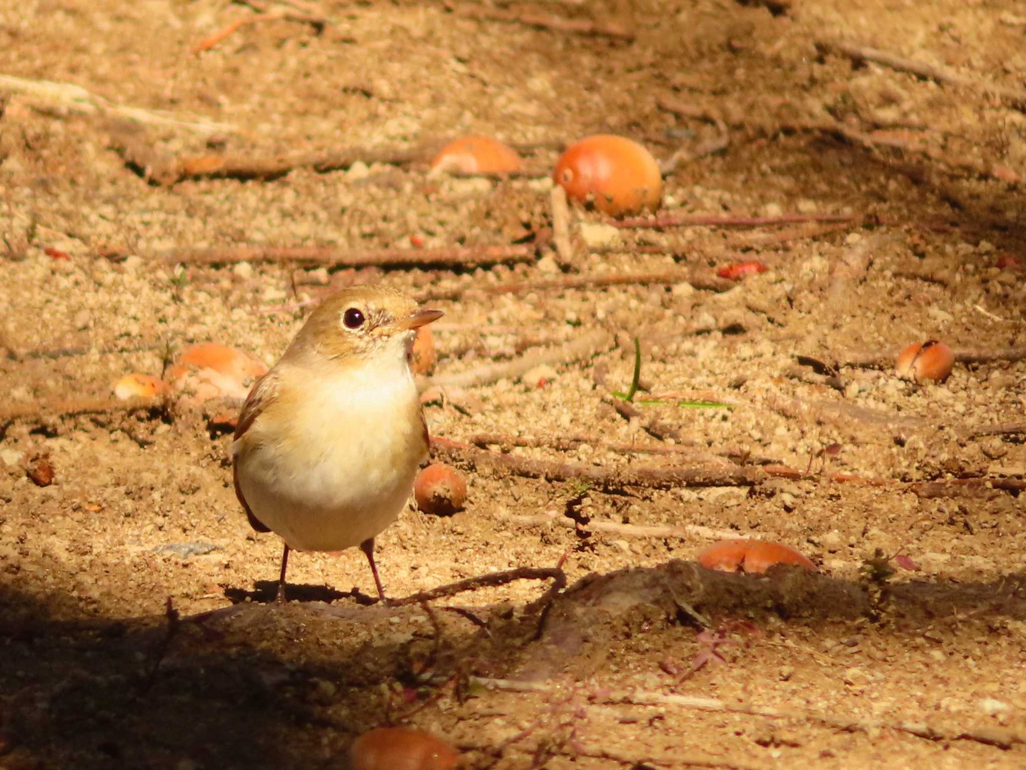 Red-breasted Flycatcher