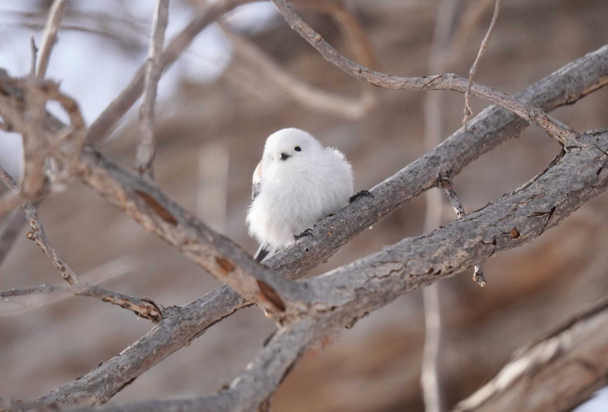 Long-tailed tit(japonicus)