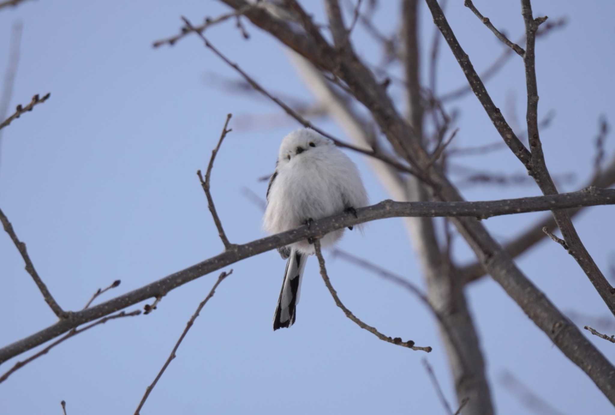 Long-tailed tit(japonicus)