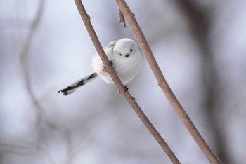 2024年3月9日(土) 真駒内公園の野鳥観察記録