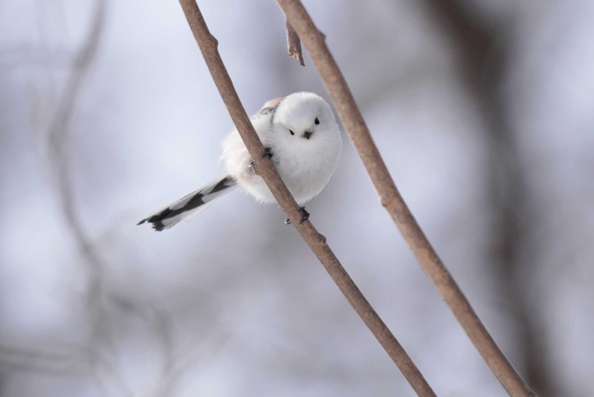 Long-tailed tit(japonicus)