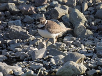 Long-billed Plover 五十鈴公園 Sun, 3/10/2024