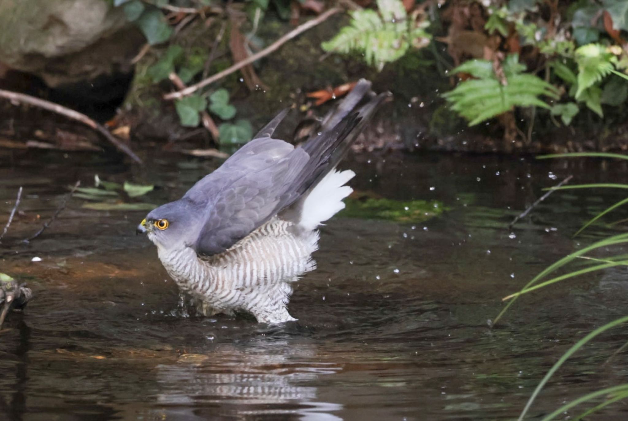Photo of Japanese Sparrowhawk at  by Allium