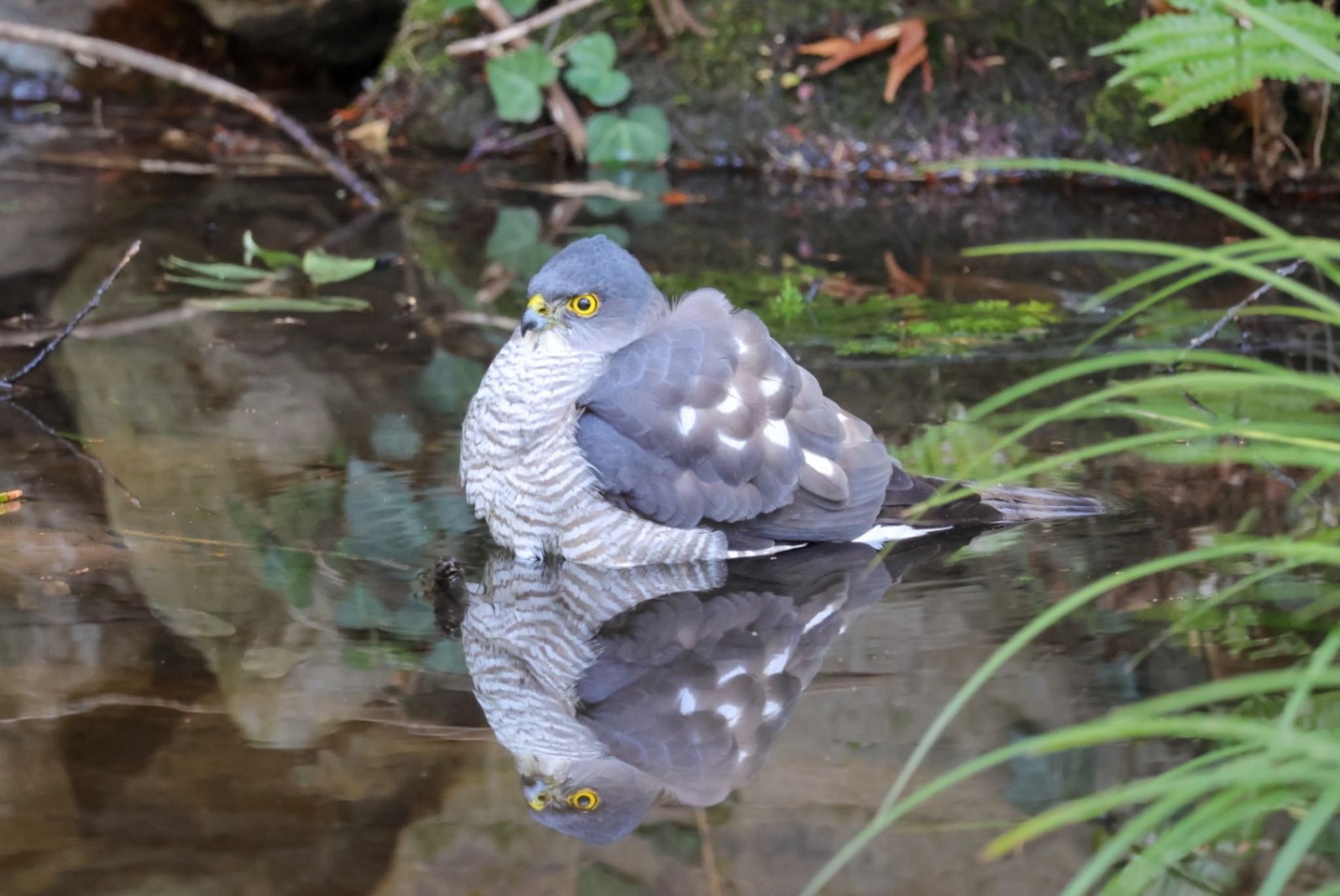 Photo of Japanese Sparrowhawk at  by Allium