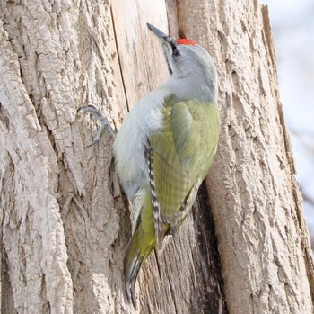 Grey-headed Woodpecker Makomanai Park Mon, 3/11/2024