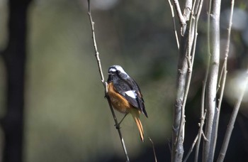 Mon, 3/11/2024 Birding report at 平和の森公園、妙正寺川