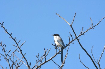 オナガ 平和の森公園、妙正寺川 2024年3月11日(月)