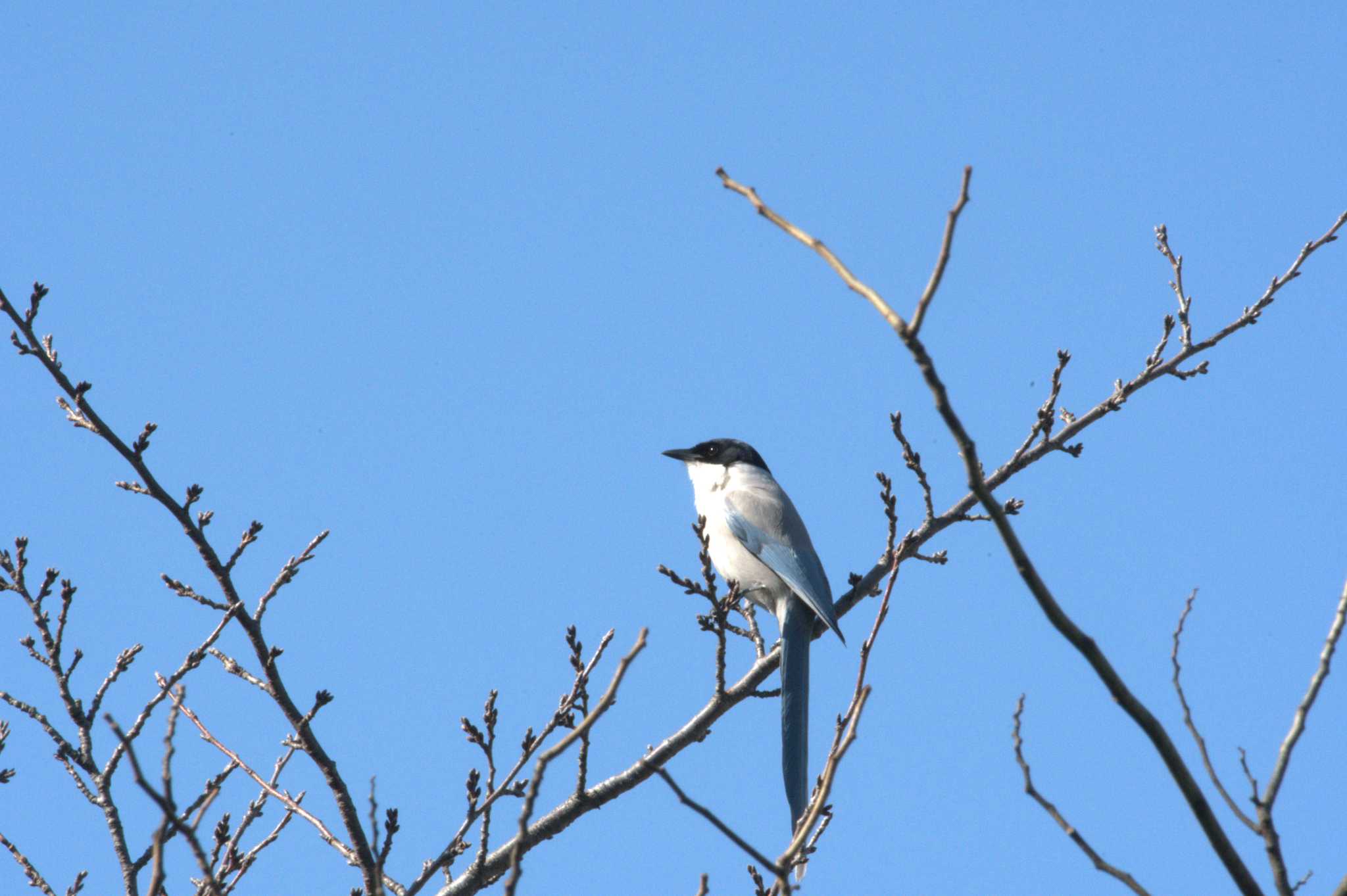Photo of Azure-winged Magpie at 平和の森公園、妙正寺川 by woodnote1957