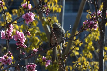 ヒヨドリ 平和の森公園、妙正寺川 2024年3月11日(月)