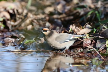 Bohemian Waxwing 東京都 Sat, 3/9/2024