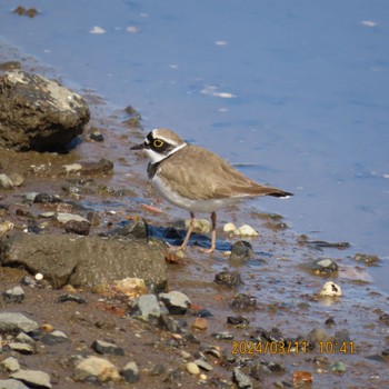 Little Ringed Plover 守谷野鳥のみち Mon, 3/11/2024