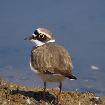 コチドリ 守谷野鳥のみち 2024年3月11日(月)