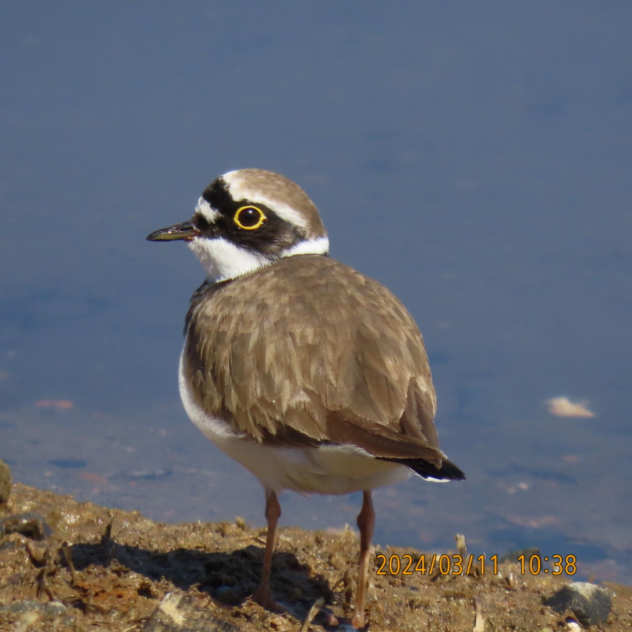 Little Ringed Plover