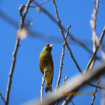 カワラヒワ 守谷野鳥のみち 2024年3月11日(月)