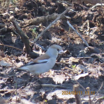 シメ 守谷野鳥のみち 2024年3月11日(月)