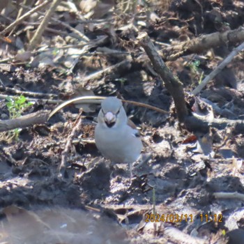 シメ 守谷野鳥のみち 2024年3月11日(月)