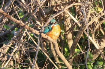 Common Kingfisher 目久尻川 Sat, 3/9/2024