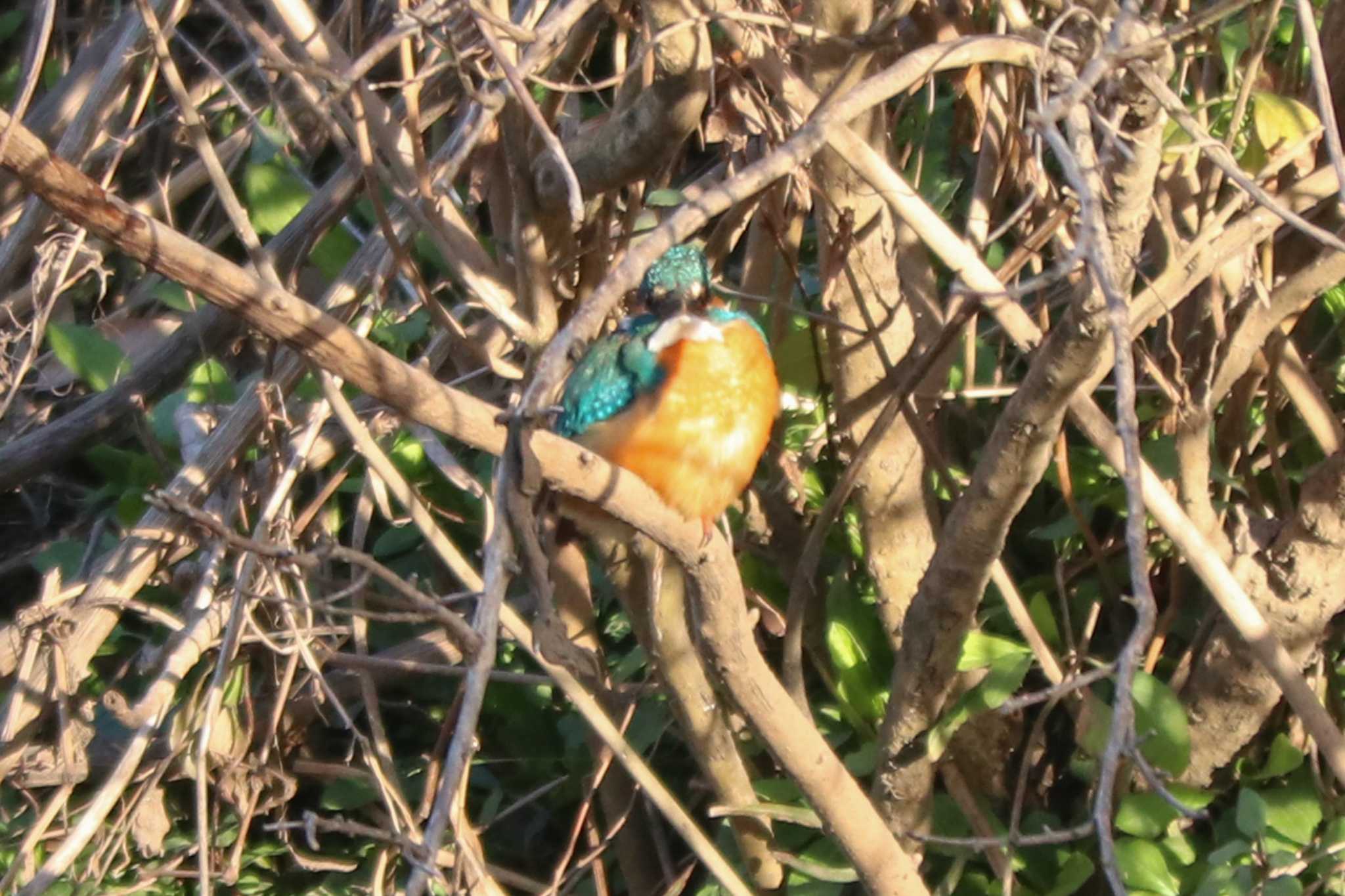 Common Kingfisher