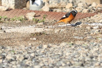 ジョウビタキ 目久尻川 2024年3月9日(土)