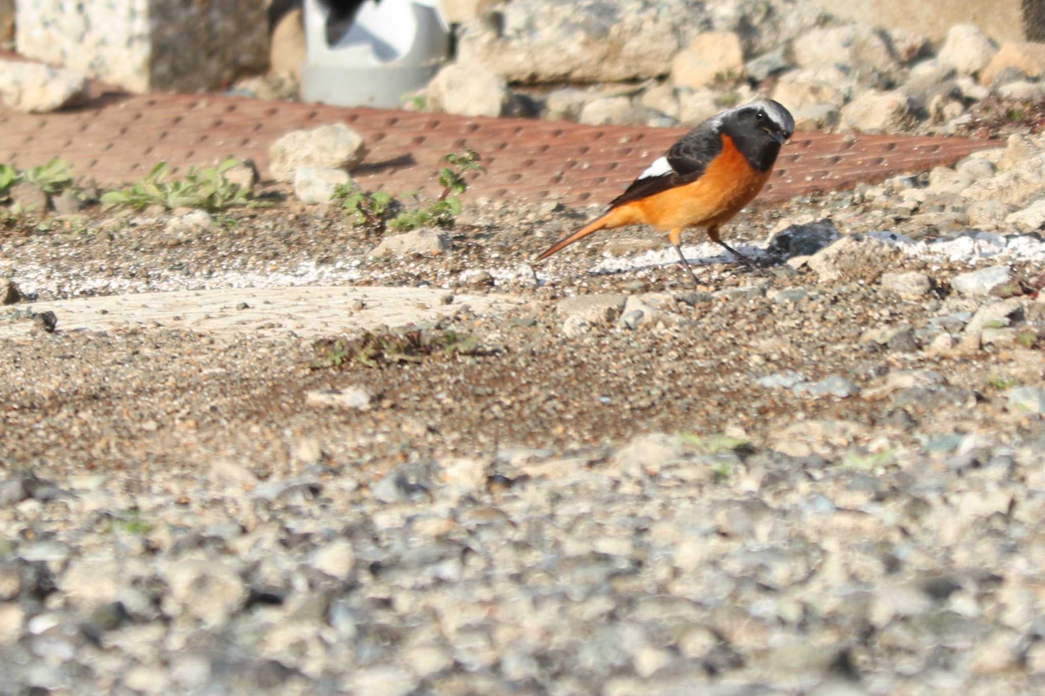 Daurian Redstart