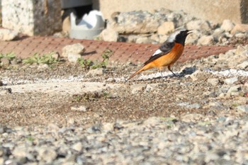 Daurian Redstart 目久尻川 Sat, 3/9/2024