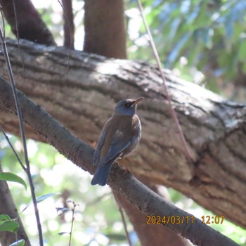 シロハラ 守谷野鳥のみち 2024年3月11日(月)