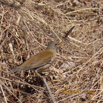 シロハラ 守谷野鳥のみち 2024年3月11日(月)