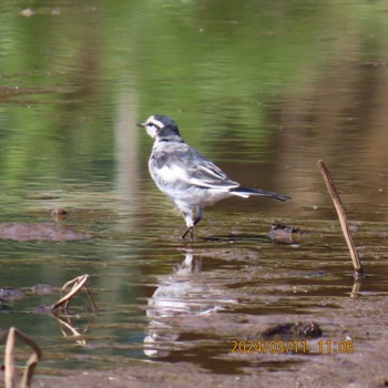 ハクセキレイ 守谷野鳥のみち 2024年3月11日(月)