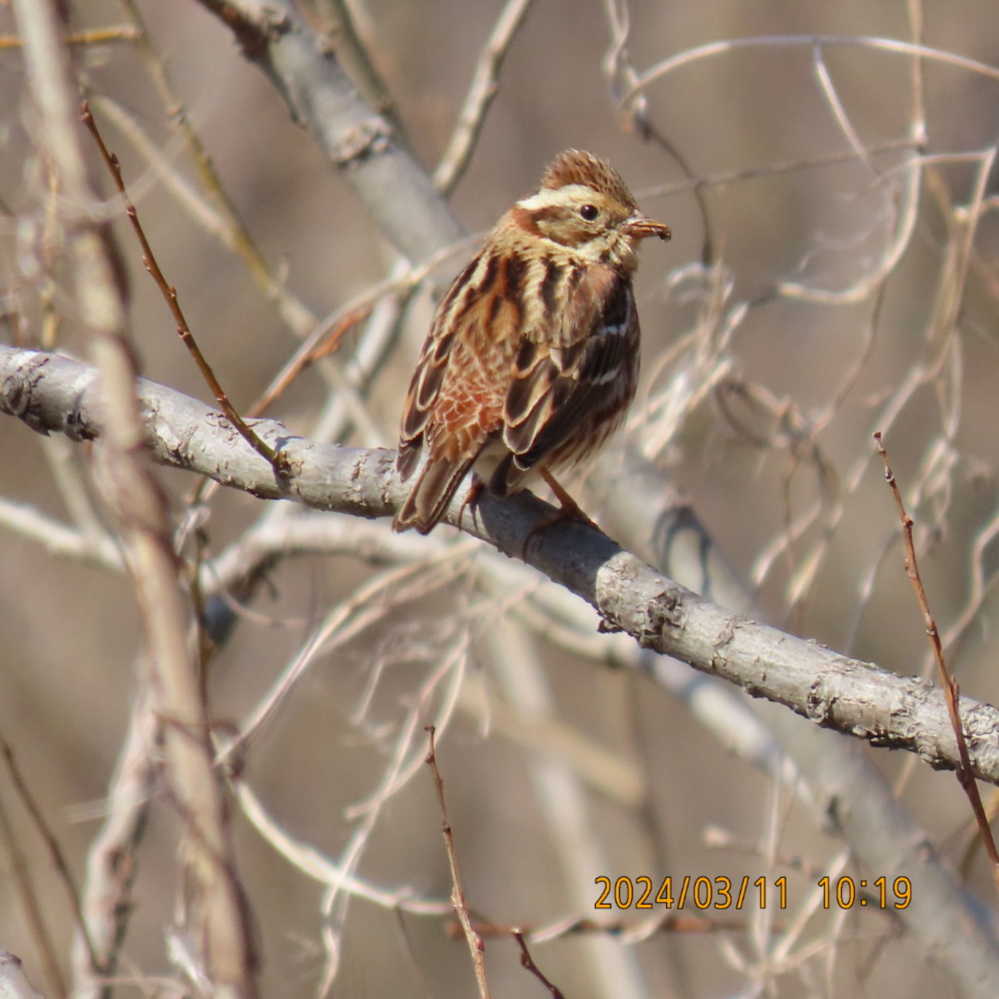 Rustic Bunting