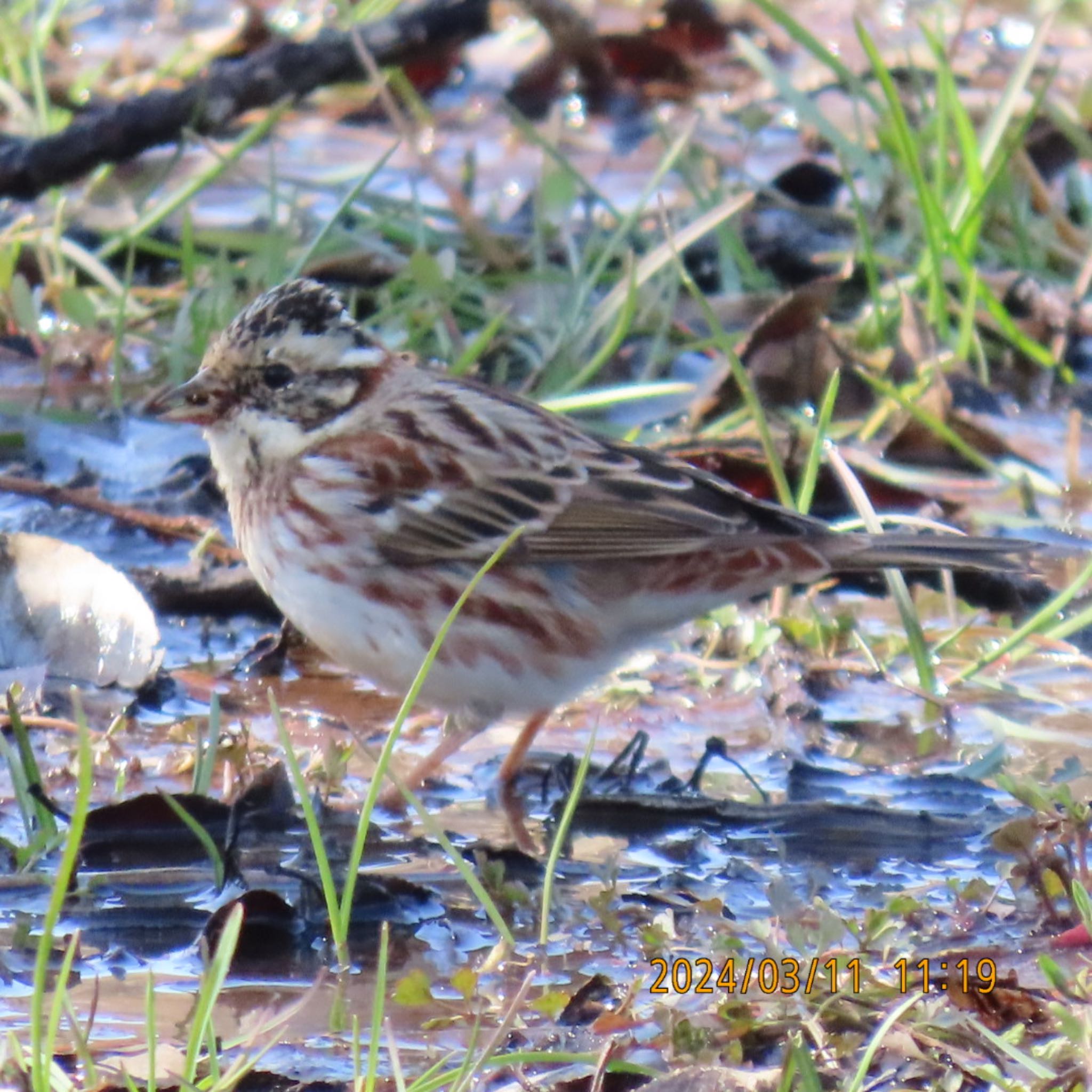 Photo of Rustic Bunting at 守谷野鳥のみち by 焼き芋