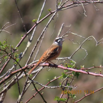 Meadow Bunting 守谷野鳥のみち Mon, 3/11/2024