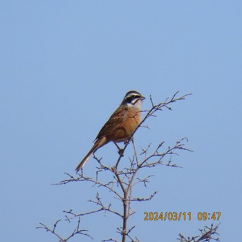 ホオジロ 守谷野鳥のみち 2024年3月11日(月)