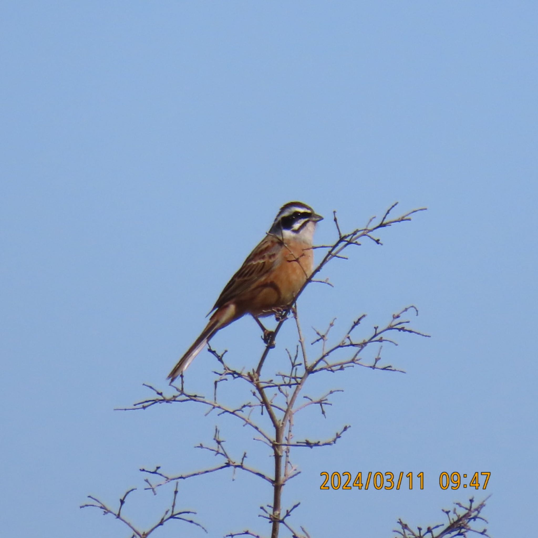 Photo of Meadow Bunting at 守谷野鳥のみち by 焼き芋