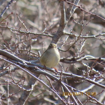 ウグイス 守谷野鳥のみち 2024年3月11日(月)