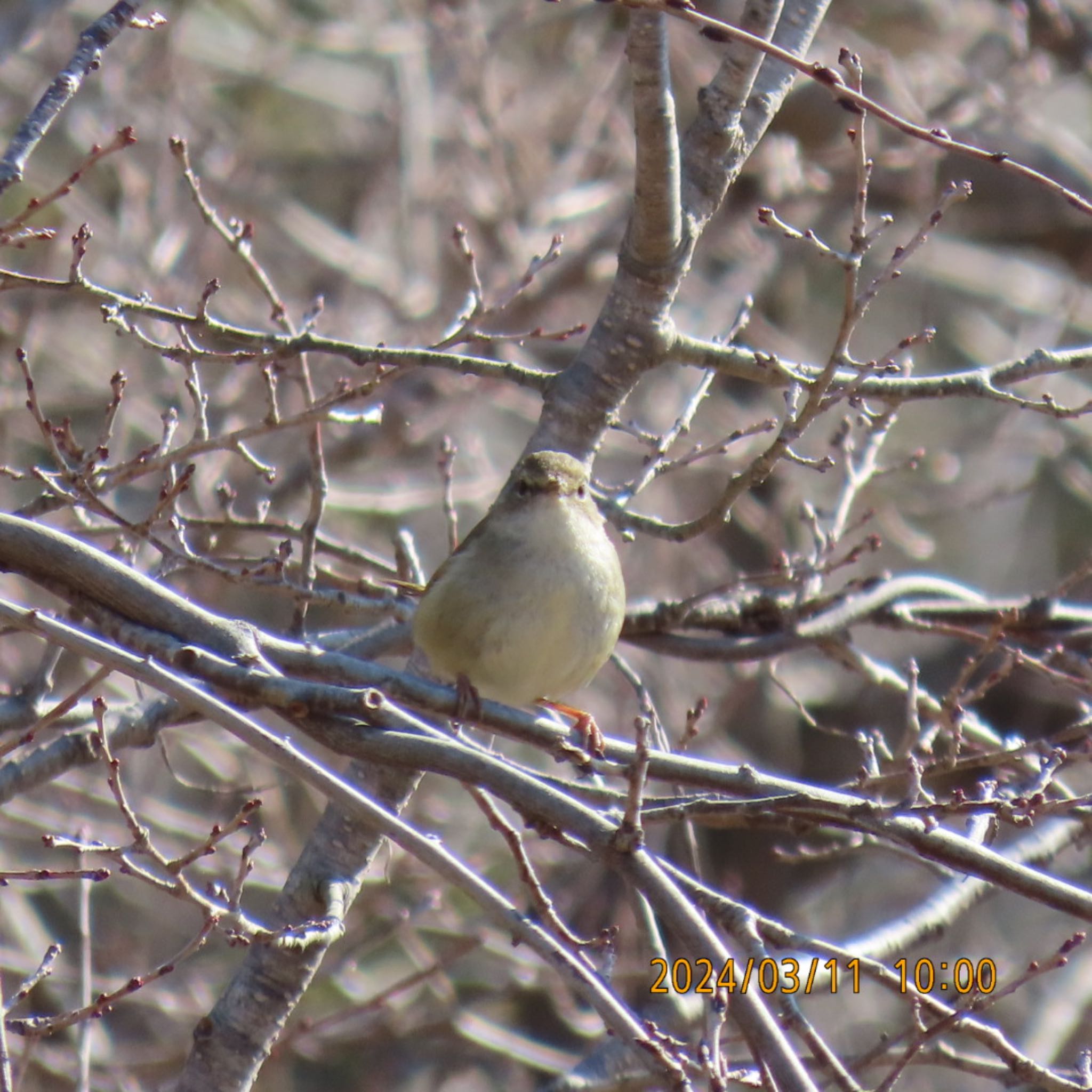 Photo of Japanese Bush Warbler at 守谷野鳥のみち by 焼き芋