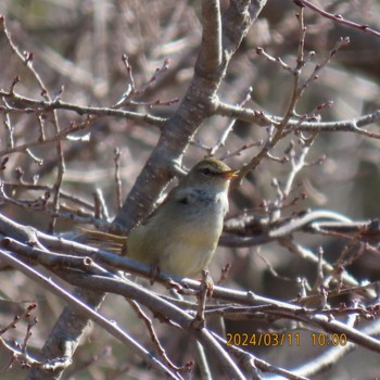 2024年3月11日(月) 守谷野鳥のみちの野鳥観察記録