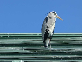 2018年12月8日(土) 境川(境橋付近)の野鳥観察記録