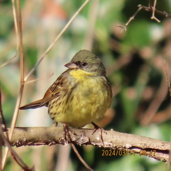 アオジ 守谷野鳥のみち 2024年3月11日(月)