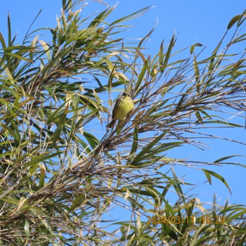 アオジ 守谷野鳥のみち 2024年3月11日(月)