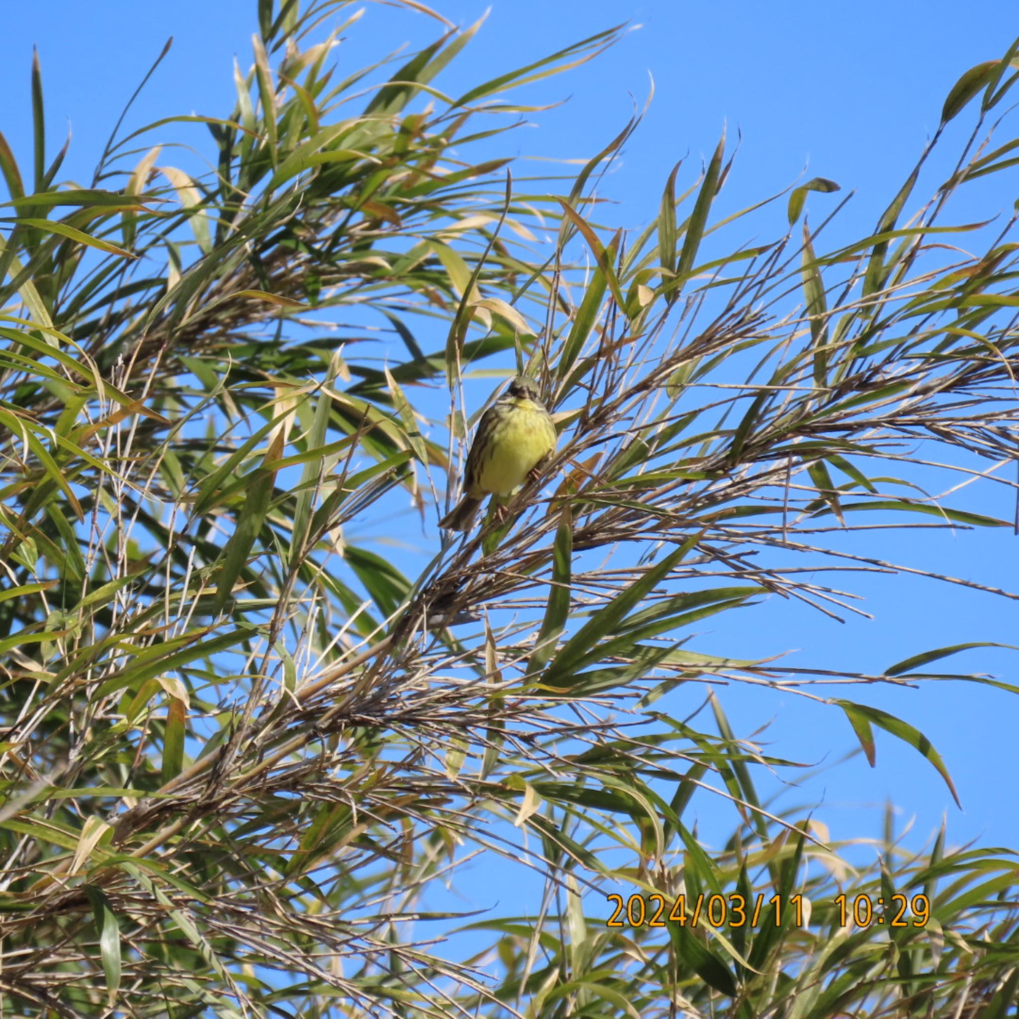 Masked Bunting