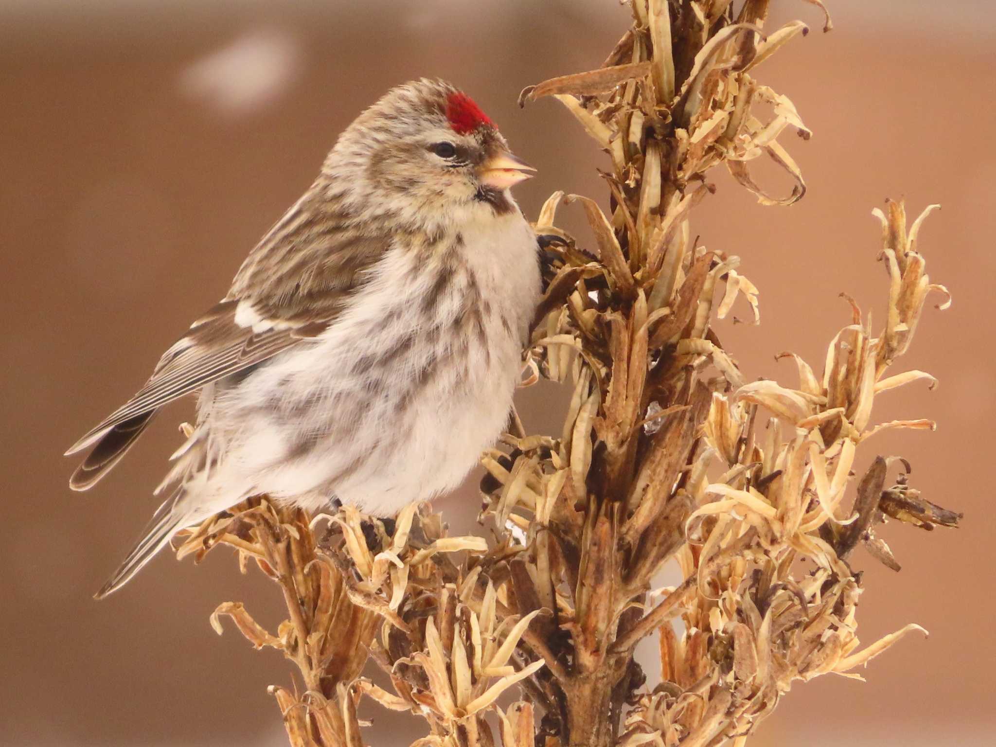 Photo of Common Redpoll at Makomanai Park by ゆ