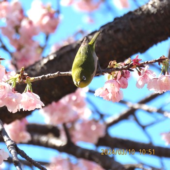 Warbling White-eye Toneri Park Sun, 3/10/2024